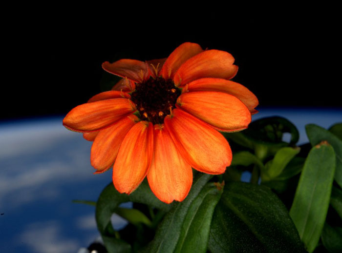 Un astronauta de la NASA consigue cultivar por 1ª vez una flor en el espacio