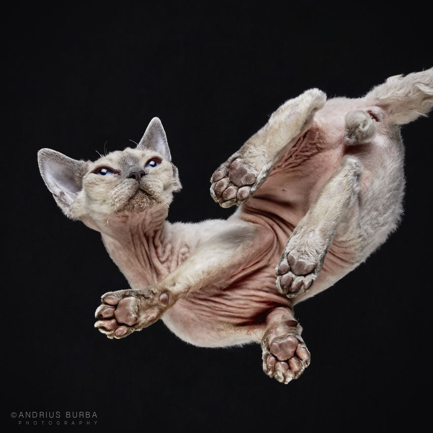 under-cats-fotos-gatos-debajo-andrius-burba (11)