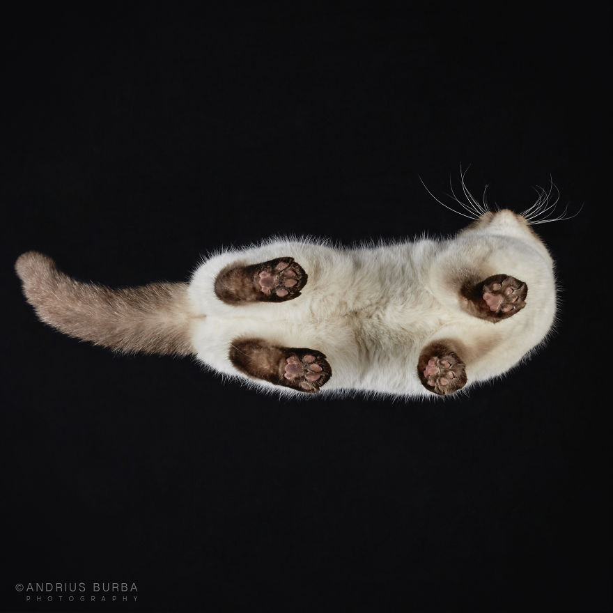 under-cats-fotos-gatos-debajo-andrius-burba (12)
