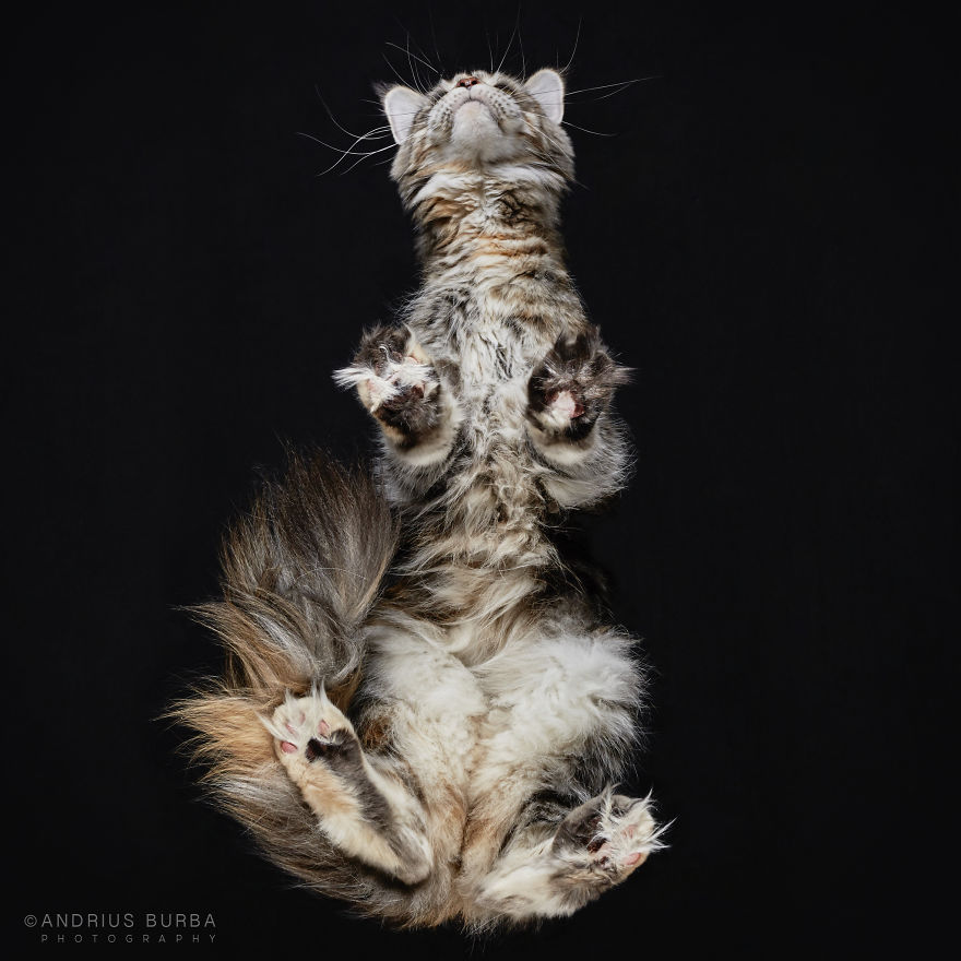 under-cats-fotos-gatos-debajo-andrius-burba (14)