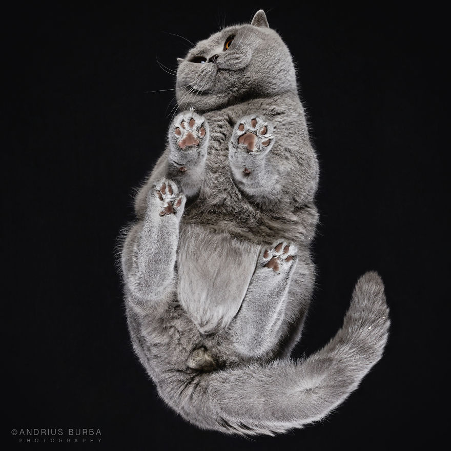 under-cats-fotos-gatos-debajo-andrius-burba (15)