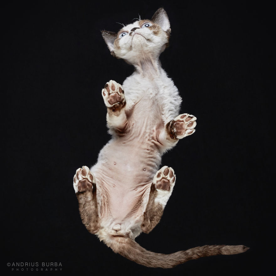 under-cats-fotos-gatos-debajo-andrius-burba (16)