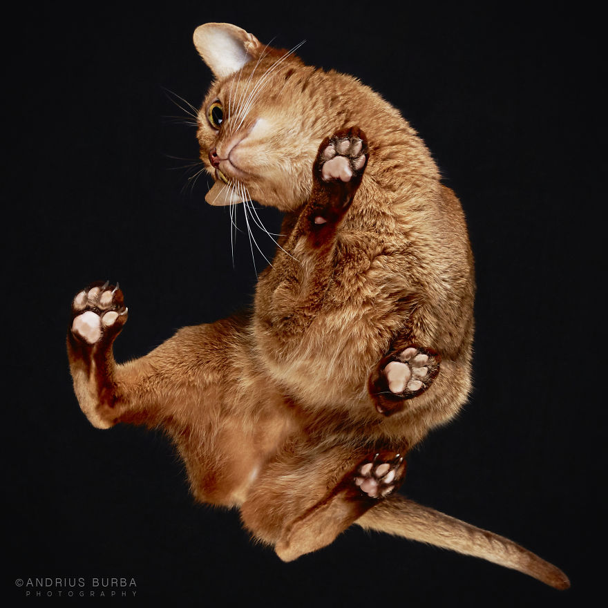 under-cats-fotos-gatos-debajo-andrius-burba (17)