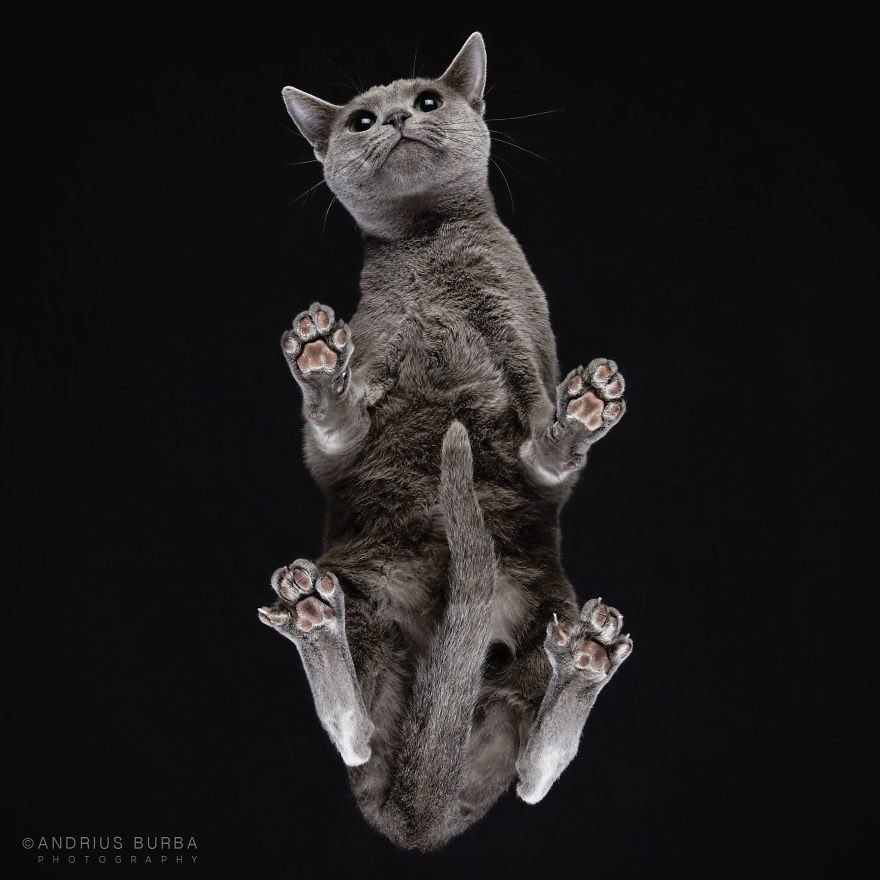 under-cats-fotos-gatos-debajo-andrius-burba (18)