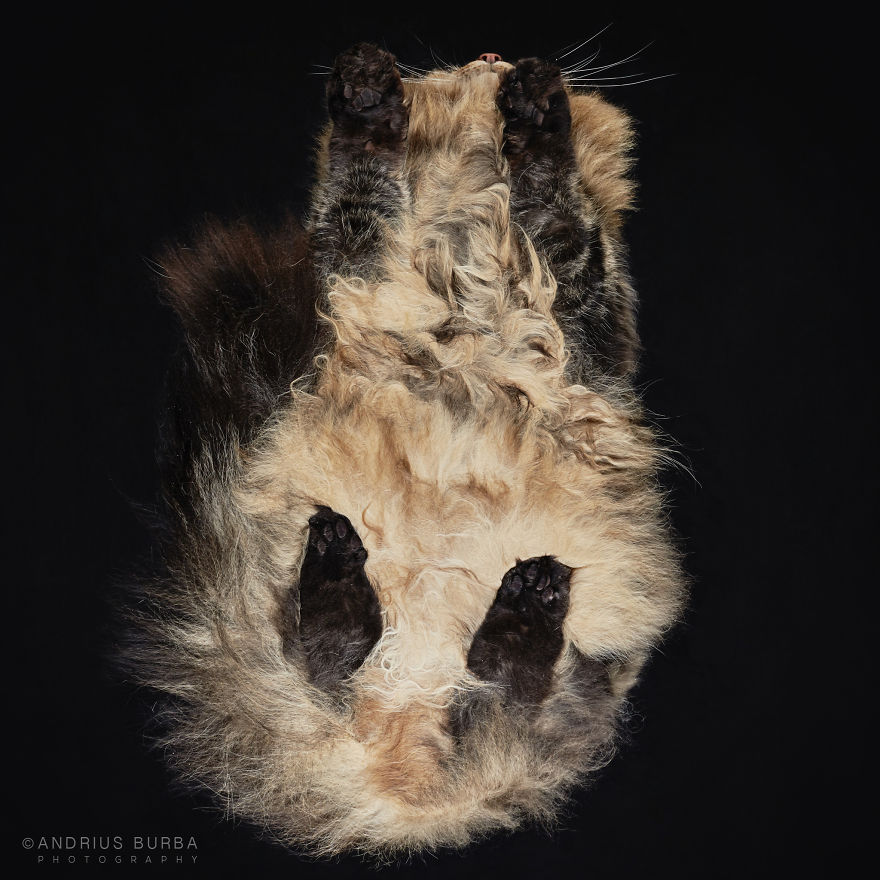 under-cats-fotos-gatos-debajo-andrius-burba (2)