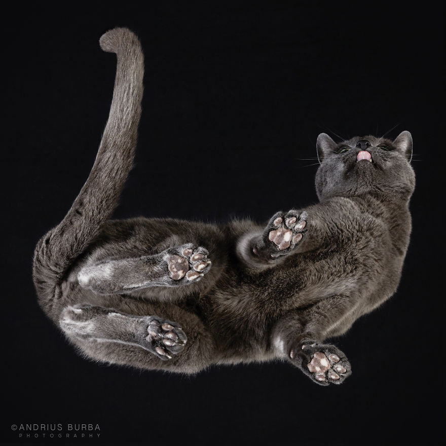 under-cats-fotos-gatos-debajo-andrius-burba (20)