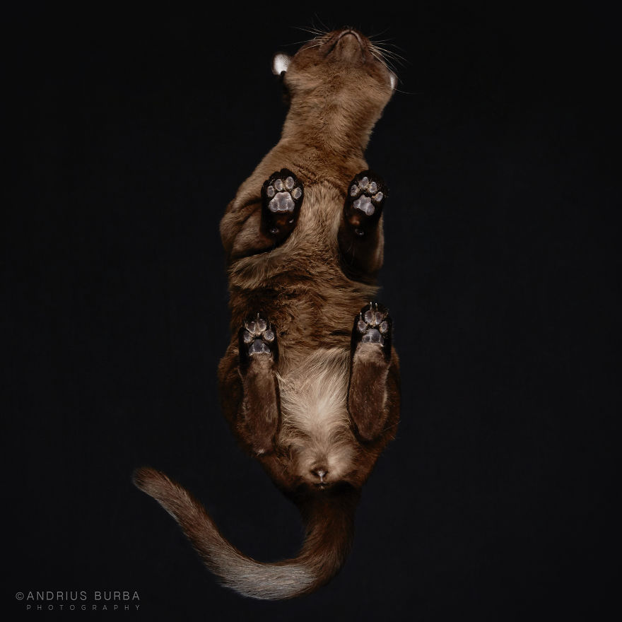under-cats-fotos-gatos-debajo-andrius-burba (3)