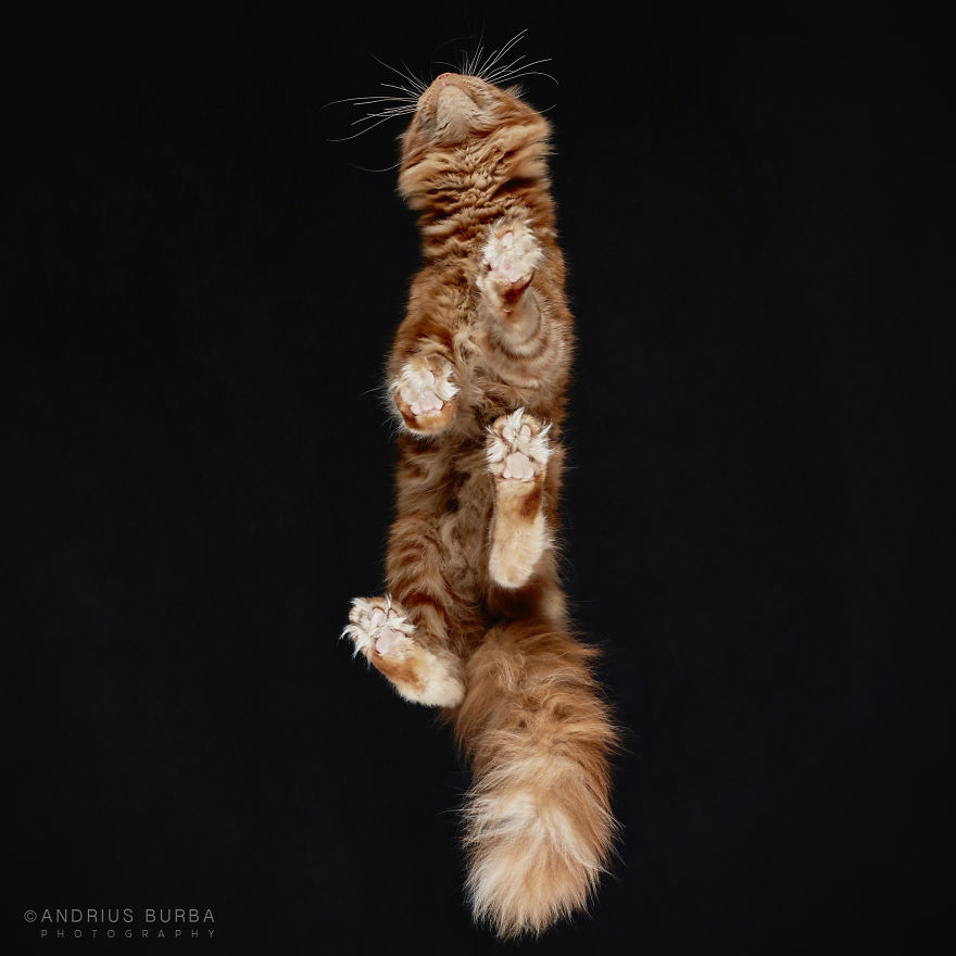 under-cats-fotos-gatos-debajo-andrius-burba (4)