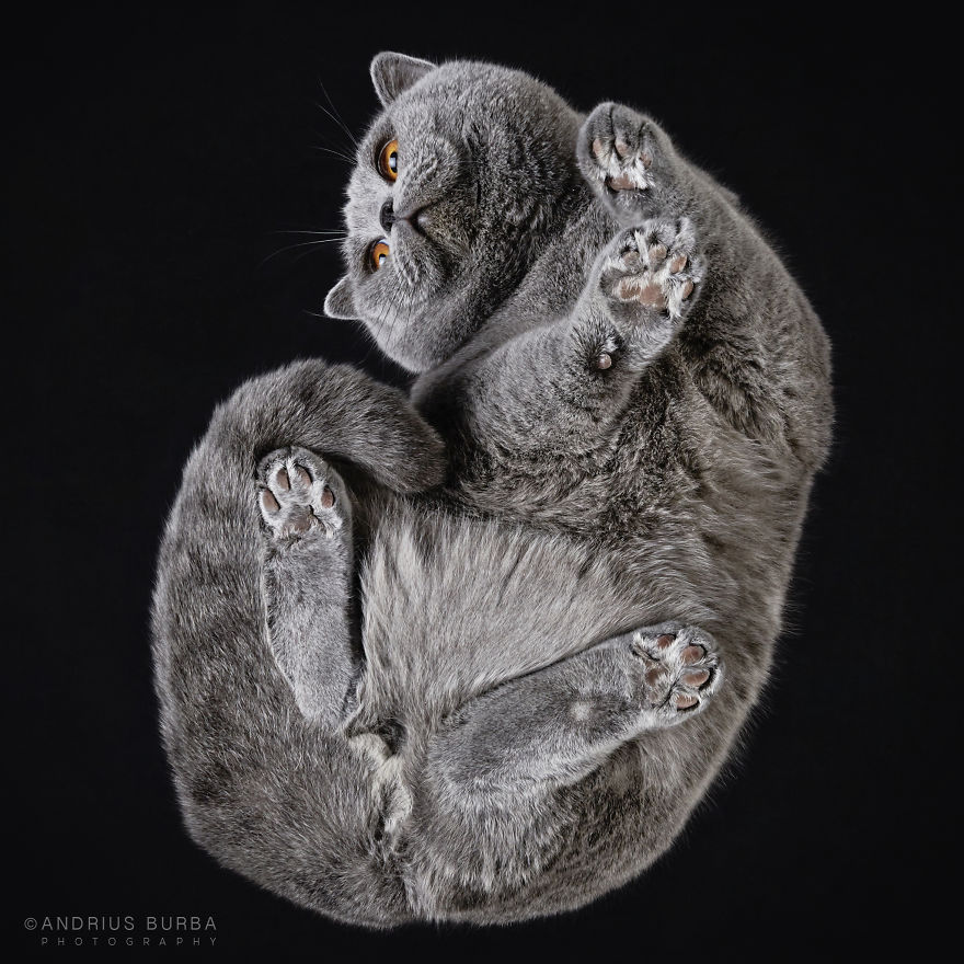 under-cats-fotos-gatos-debajo-andrius-burba (6)
