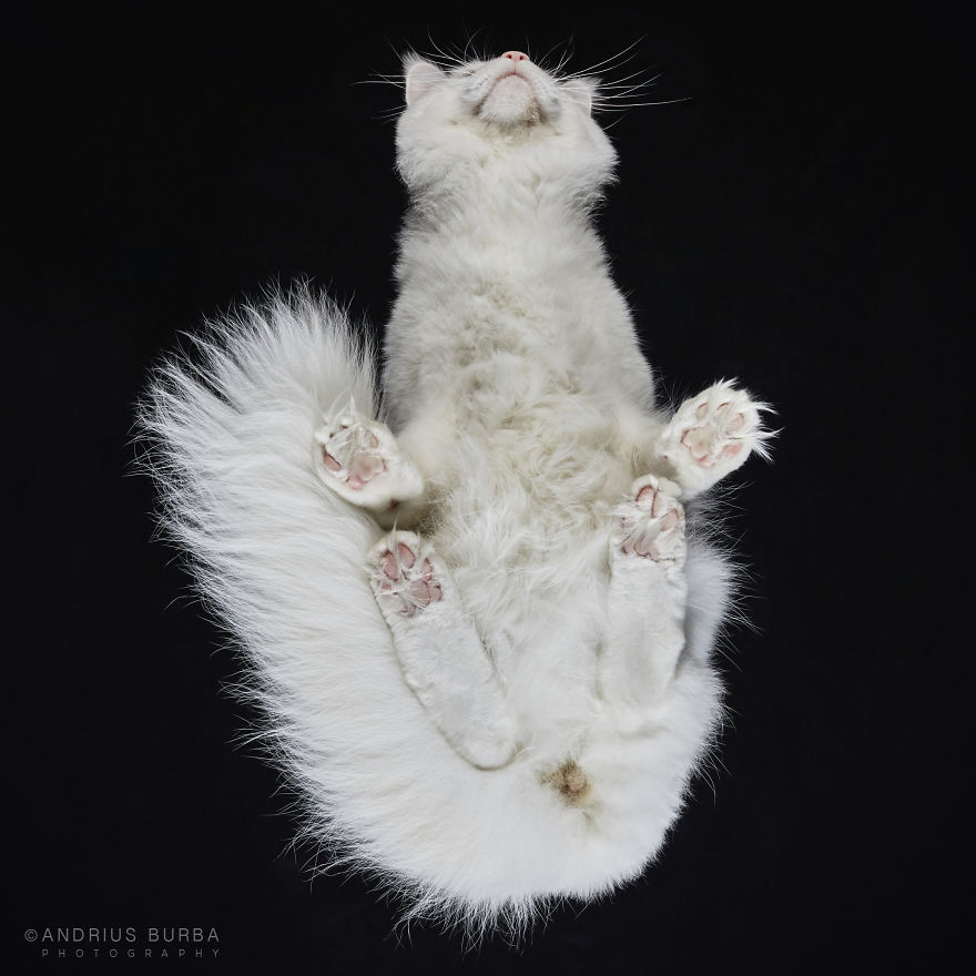 under-cats-fotos-gatos-debajo-andrius-burba (7)