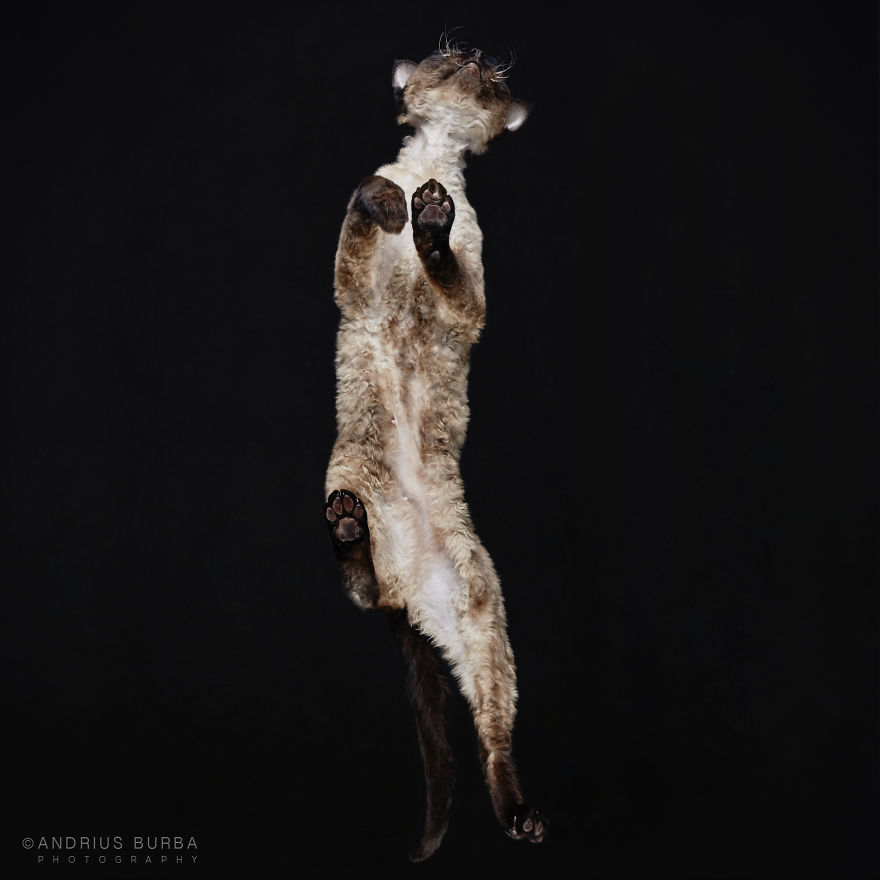 under-cats-fotos-gatos-debajo-andrius-burba (9)