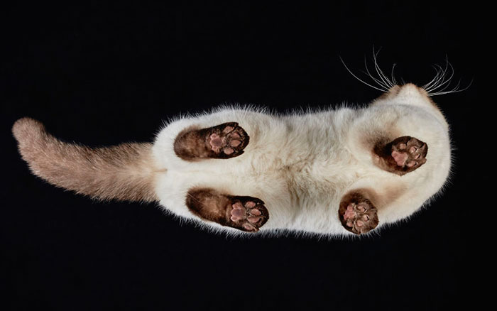 Under-cats: Hago fotos a gatos desde abajo