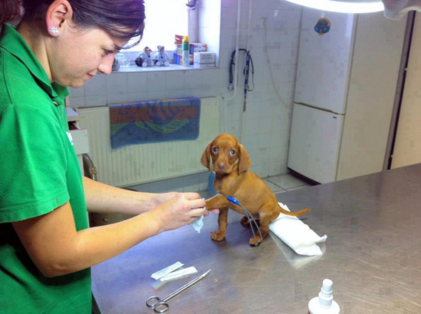 ventajas-trabajar-animales-veterinaria (14)