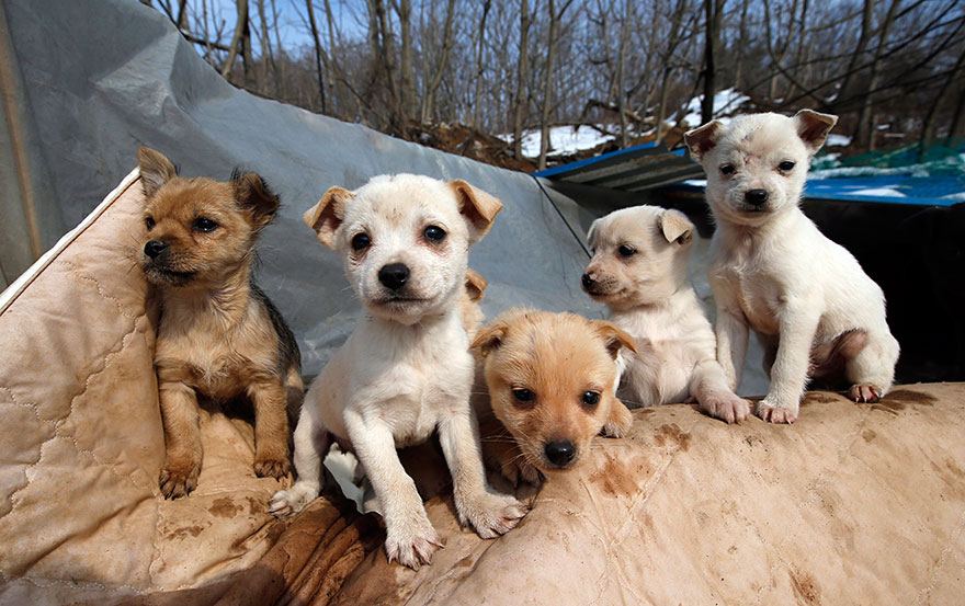 200-perros-rescatados-jung-myoung-sook-corea-sur (1)