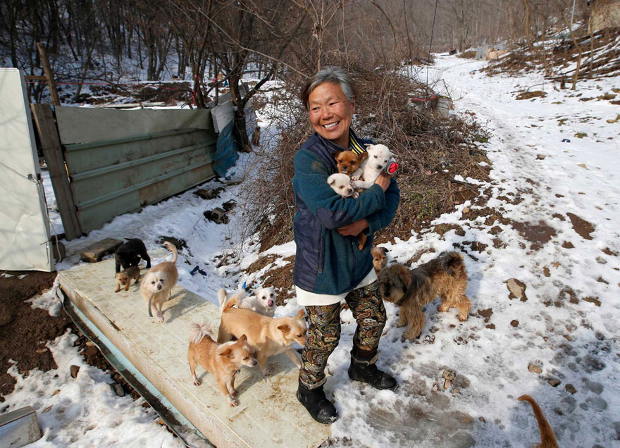 200-perros-rescatados-jung-myoung-sook-corea-sur (2)