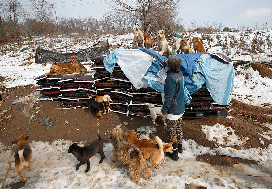 200-perros-rescatados-jung-myoung-sook-corea-sur (3)
