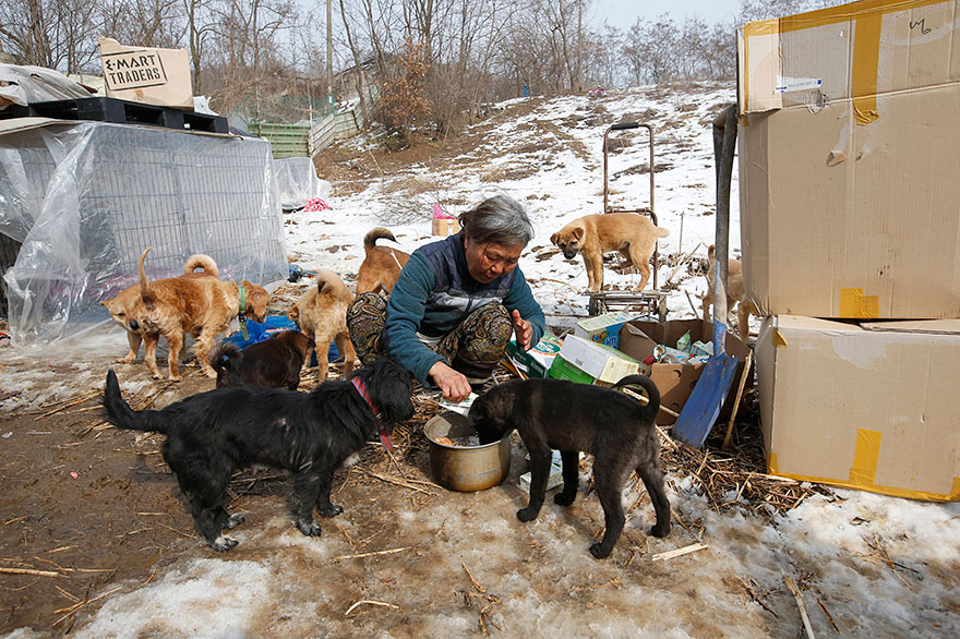 200-perros-rescatados-jung-myoung-sook-corea-sur (4)