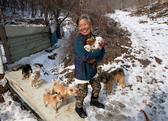 Esta mujer surcoreana cuida de 200 perros que salvó de morir