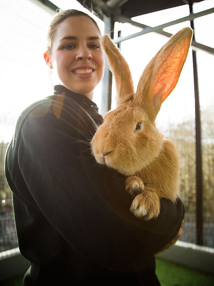 adopcion-conejo-gigante-continental-atlas-spca (1)