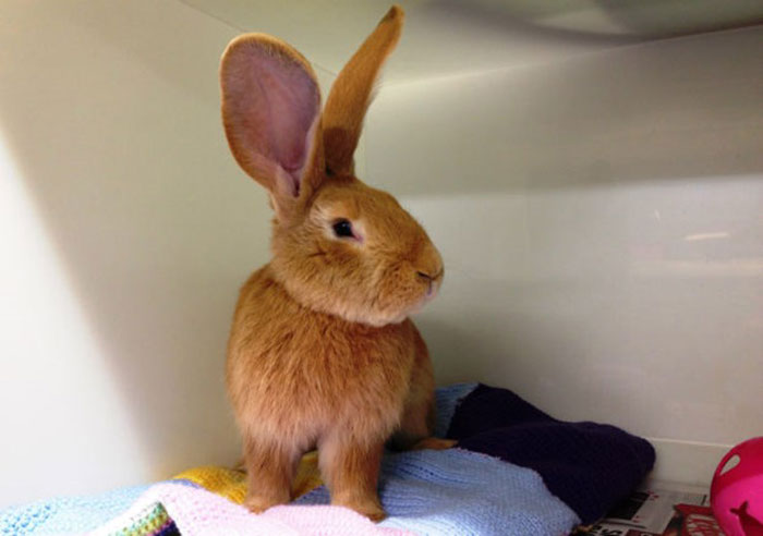 adopcion-conejo-gigante-continental-atlas-spca (2)