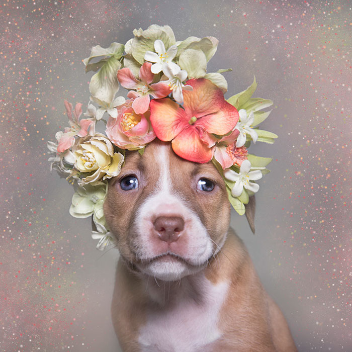 adoptar-perros-pitbull-flores-sophie-gamand (1)