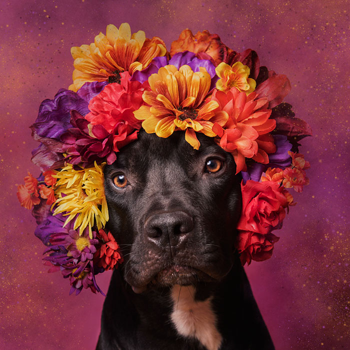 adoptar-perros-pitbull-flores-sophie-gamand (10)