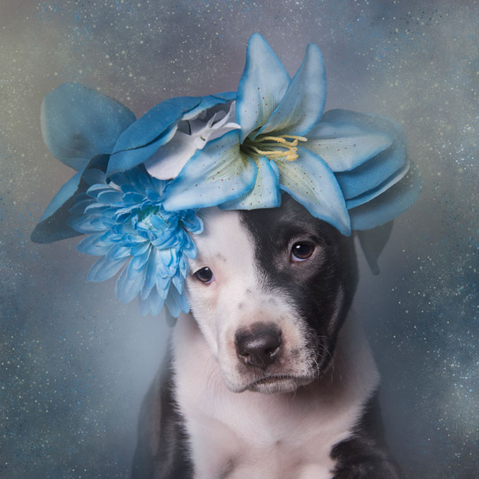 adoptar-perros-pitbull-flores-sophie-gamand (2)