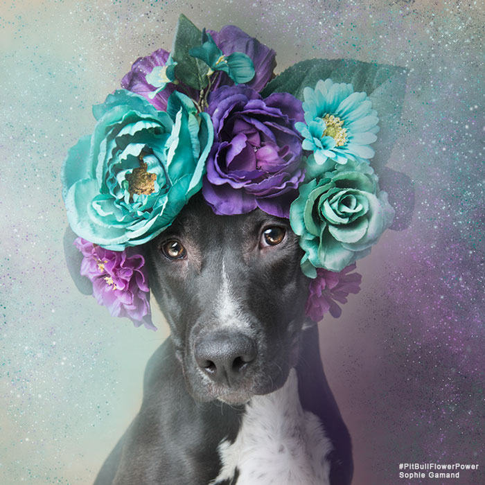 adoptar-perros-pitbull-flores-sophie-gamand (3)