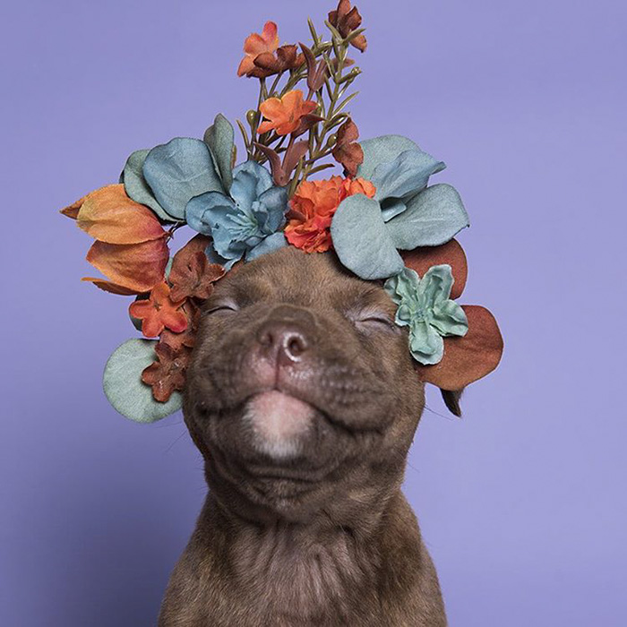 adoptar-perros-pitbull-flores-sophie-gamand (4)