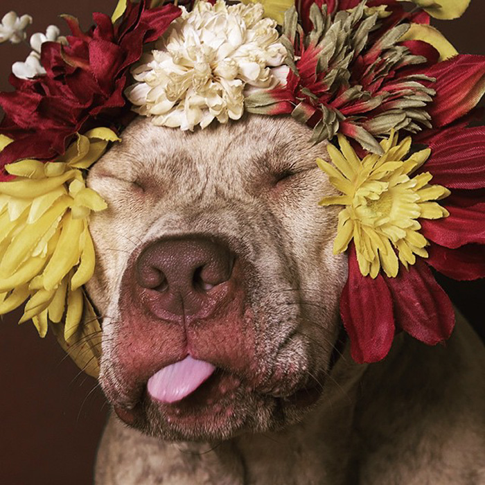 adoptar-perros-pitbull-flores-sophie-gamand (5)