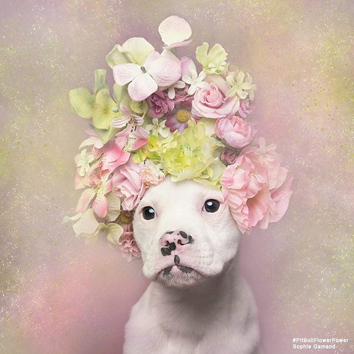 adoptar-perros-pitbull-flores-sophie-gamand (6)
