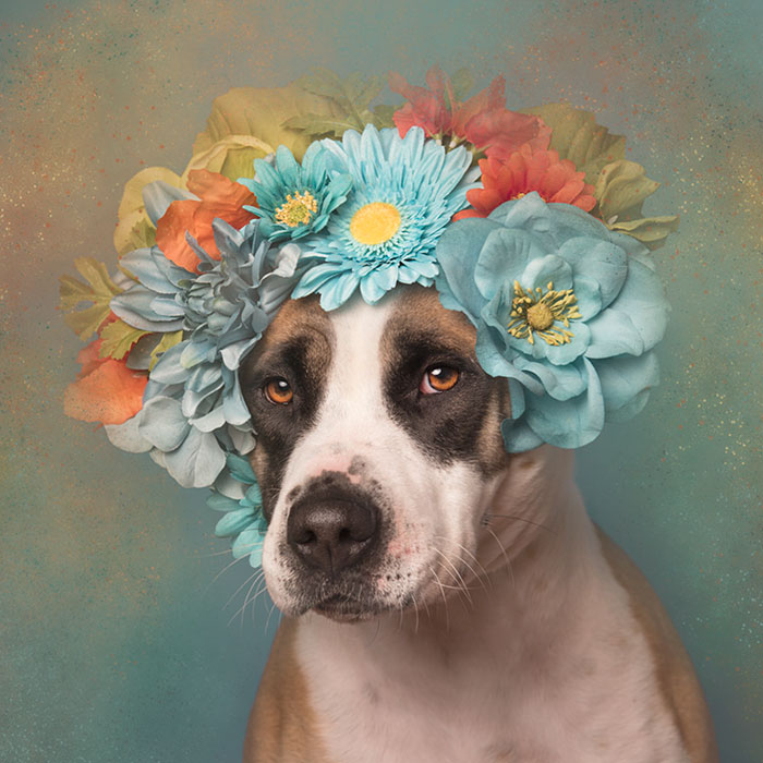 adoptar-perros-pitbull-flores-sophie-gamand (7)
