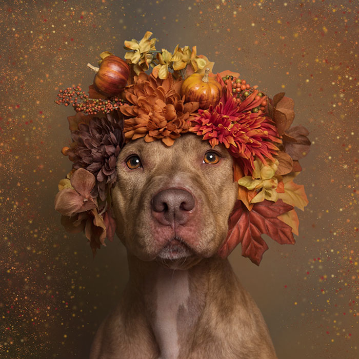 adoptar-perros-pitbull-flores-sophie-gamand (8)
