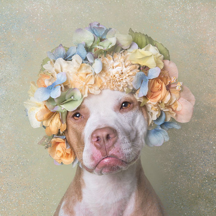 adoptar-perros-pitbull-flores-sophie-gamand (9)