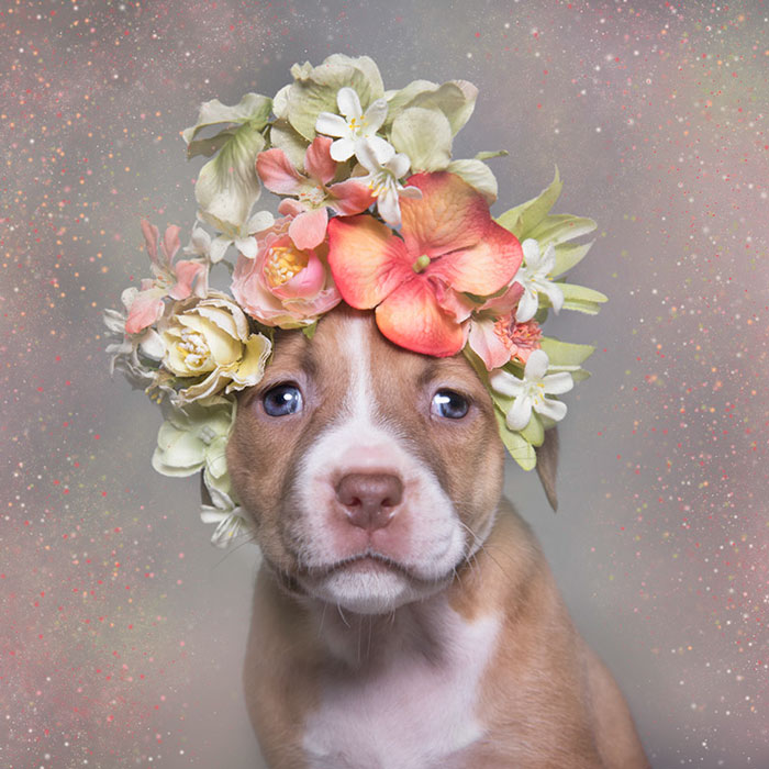 «Pit Bull Flower Power» ya ha encontrado hogar a más de 140 perros