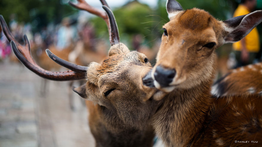 animales-besos-san-valentin (1)
