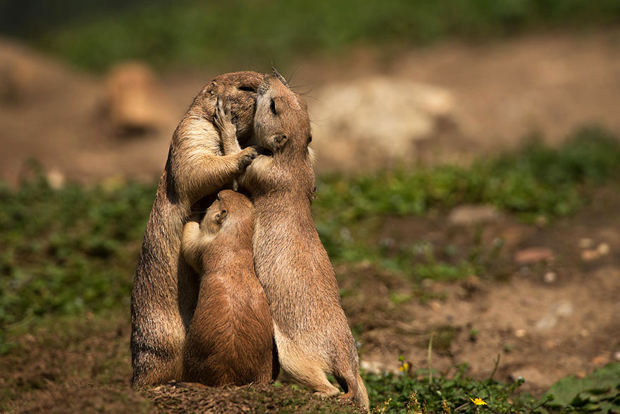 animales-besos-san-valentin (19)