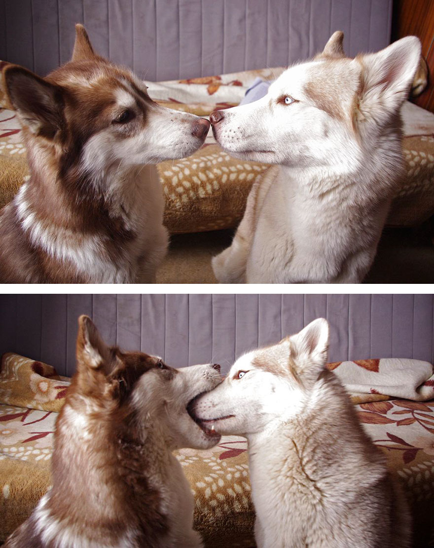 animales-besos-san-valentin (23)