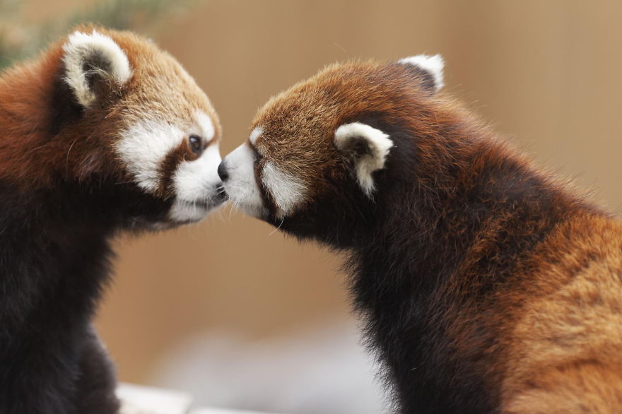 animales-besos-san-valentin (3)