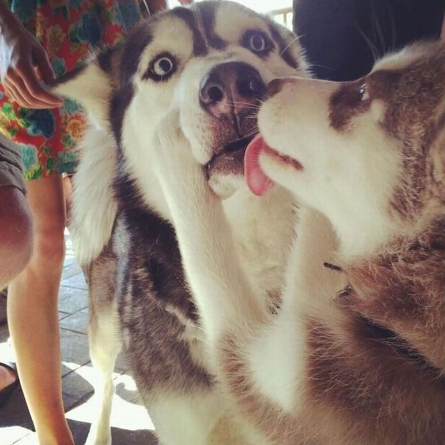 animales-besos-san-valentin (4)