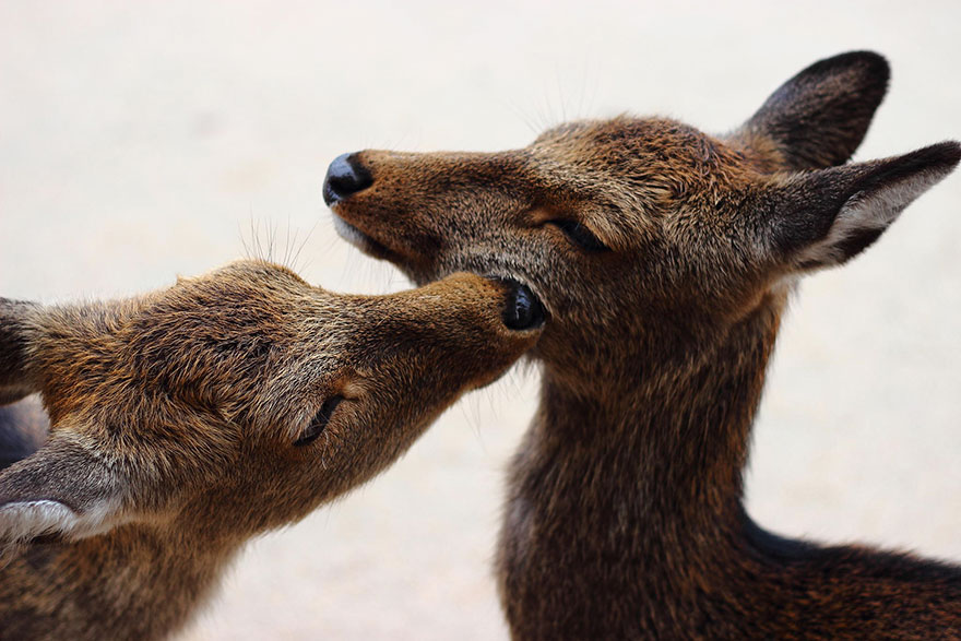 animales-besos-san-valentin (42)