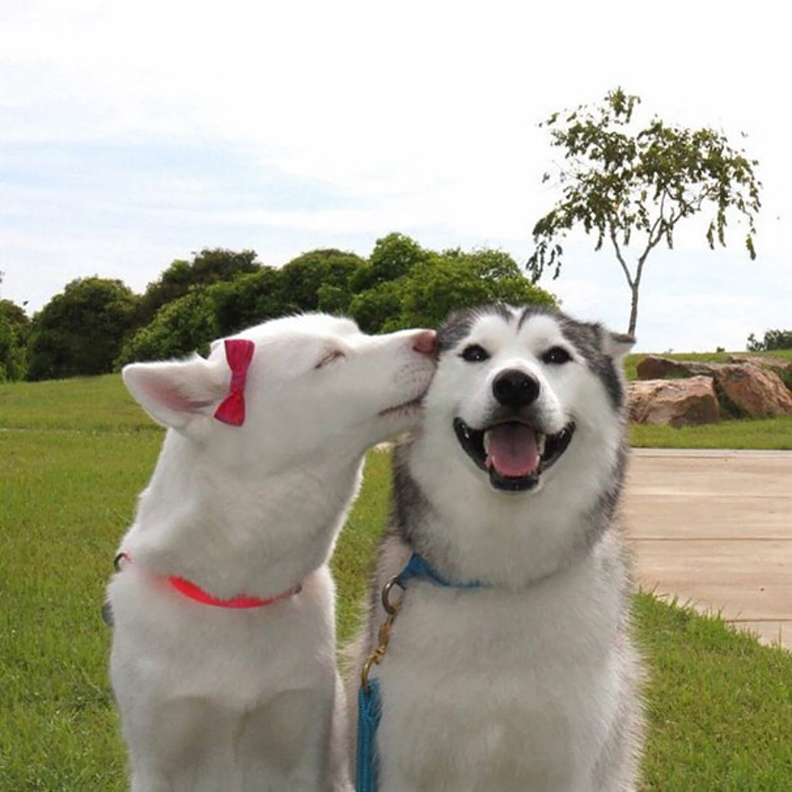 animales-besos-san-valentin (47)