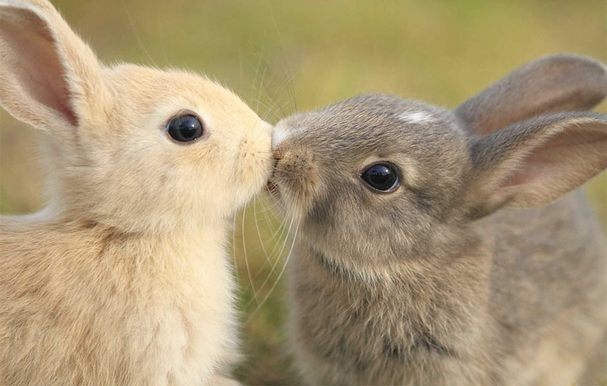 animales-besos-san-valentin (48)