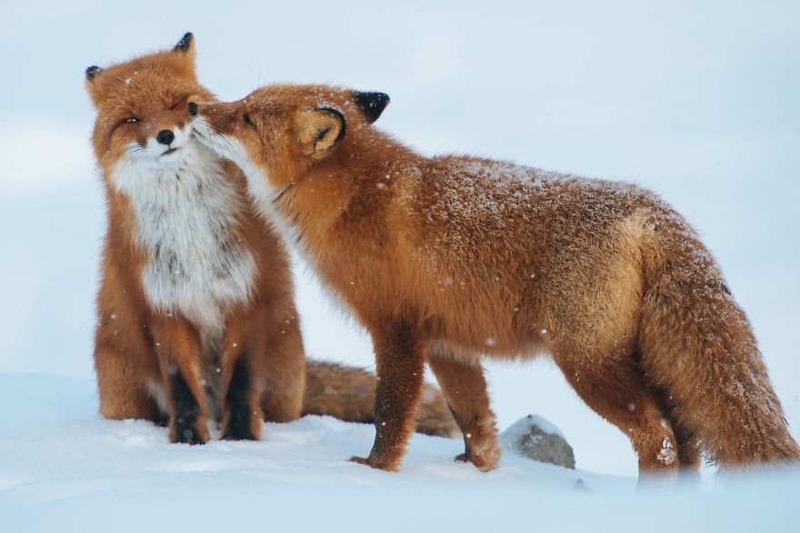 animales-besos-san-valentin (5)