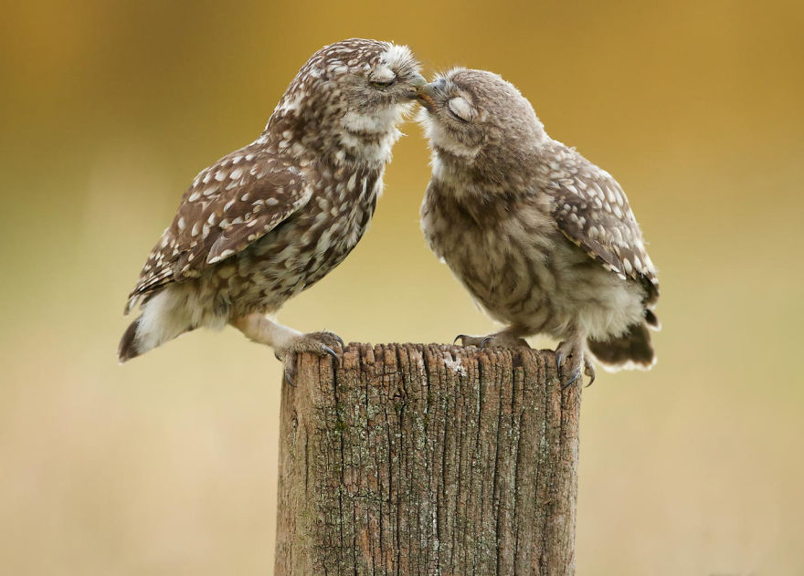 animales-besos-san-valentin (6)