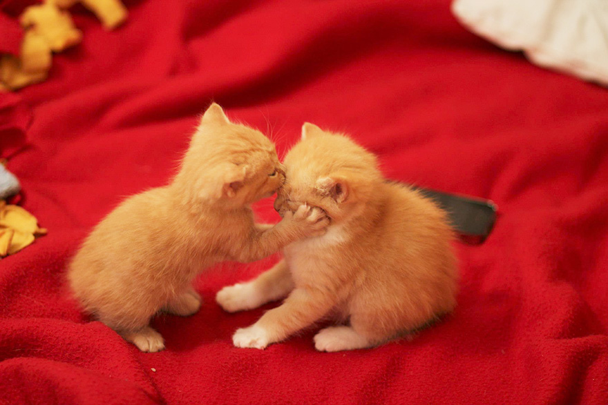 animales-besos-san-valentin (60)