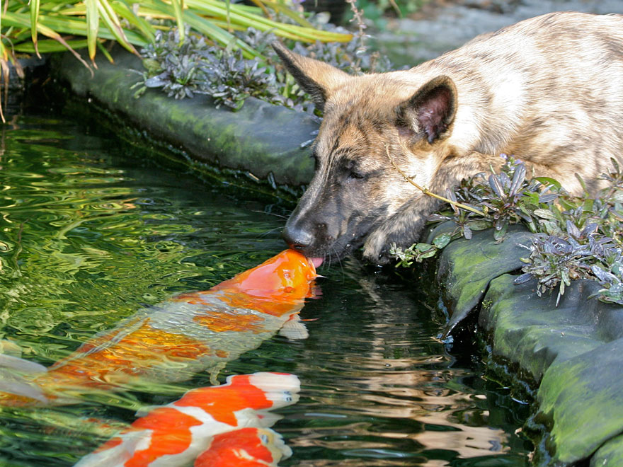 animales-besos-san-valentin (8)
