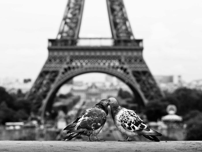 20 Animales besándose que demuestran que los besos no son solo para las personas