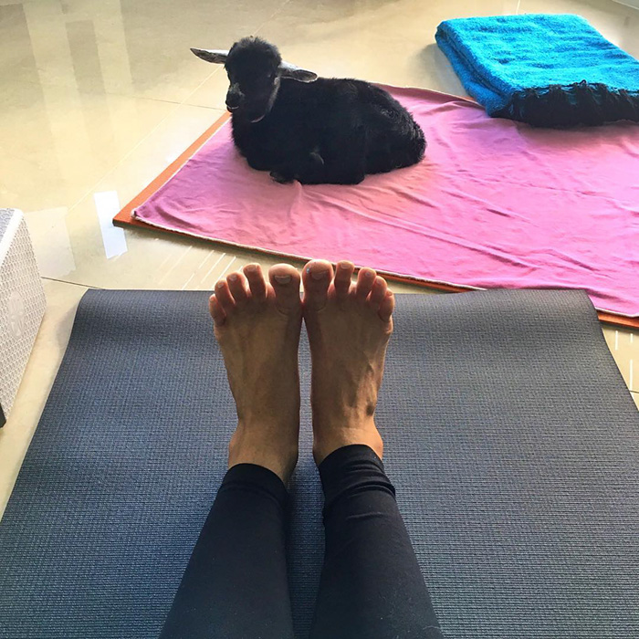 cabra-penny-yoga-rachel-brathen (8)