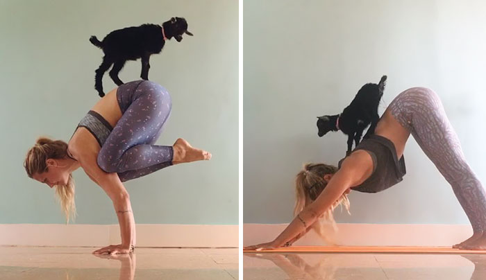 Esta yogini y su cabra son las más adorables compañeras de yoga